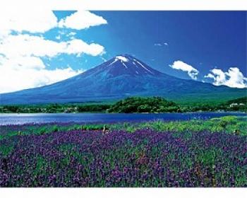 やのまん/富士山　－ラベンダー揺れる－ / 120001