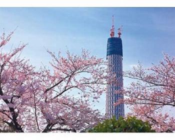 やのまん/東京スカイツリー（R）桜の頃 / 120025