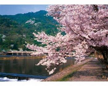 やのまん/渡月橋-桜の架け橋- / 120026