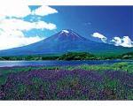 富士山　－ラベンダー揺れる－ / 120001