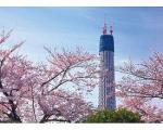東京スカイツリー（R）桜の頃 / 120025