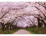北上展勝地-桜色に染まる- / 220023