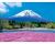 富士山　－芝桜の郷－ / 22000101