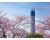 東京スカイツリー（R）桜の頃 / 12002501