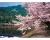 渡月橋-桜の架け橋- / 12002601