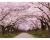 北上展勝地-桜色に染まる- / 22002301